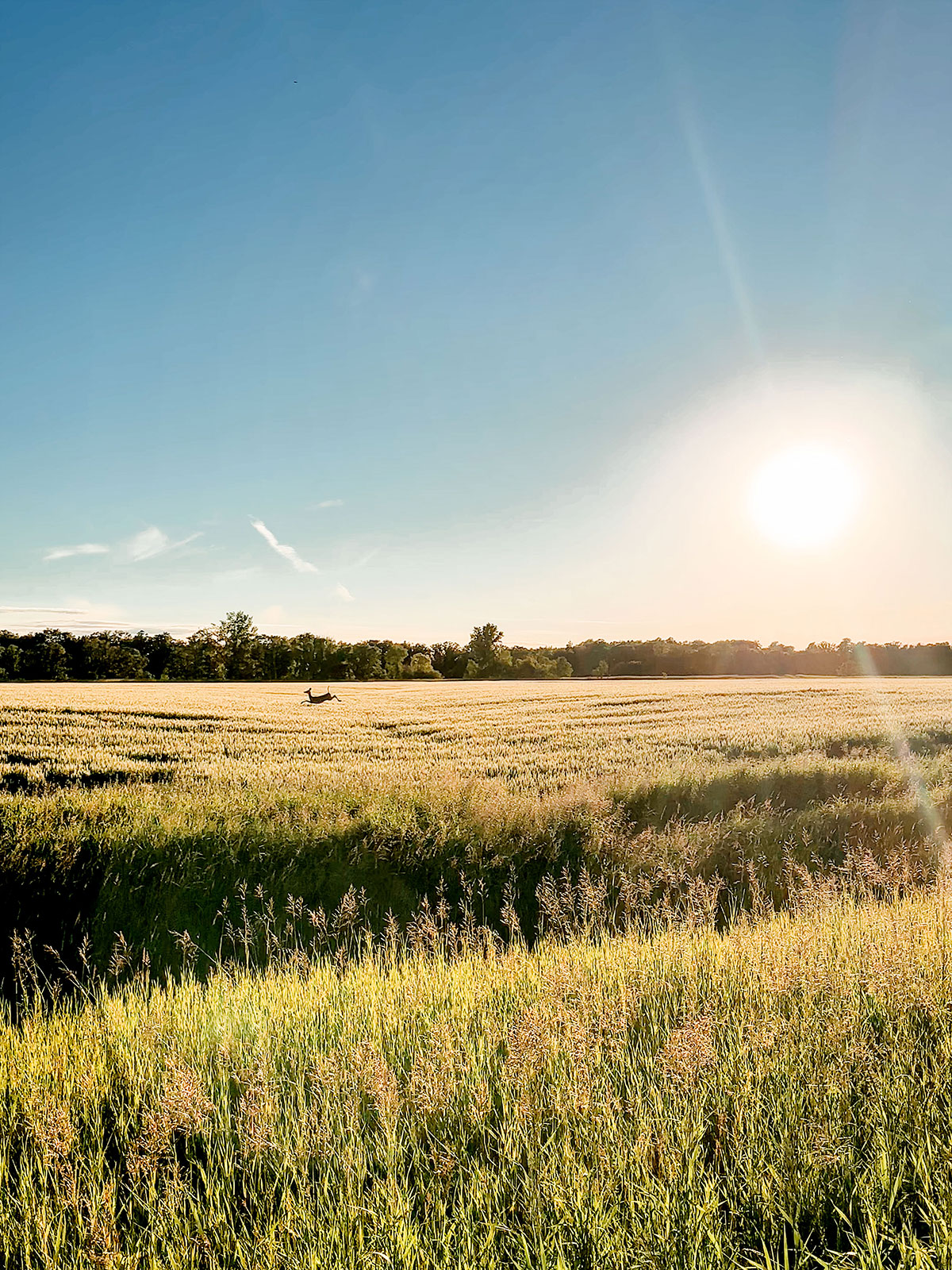 The Down Home Farm Starbuck, Manitoba Canada